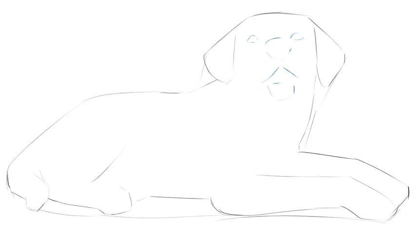 如何一步一步画一只躺着的狗