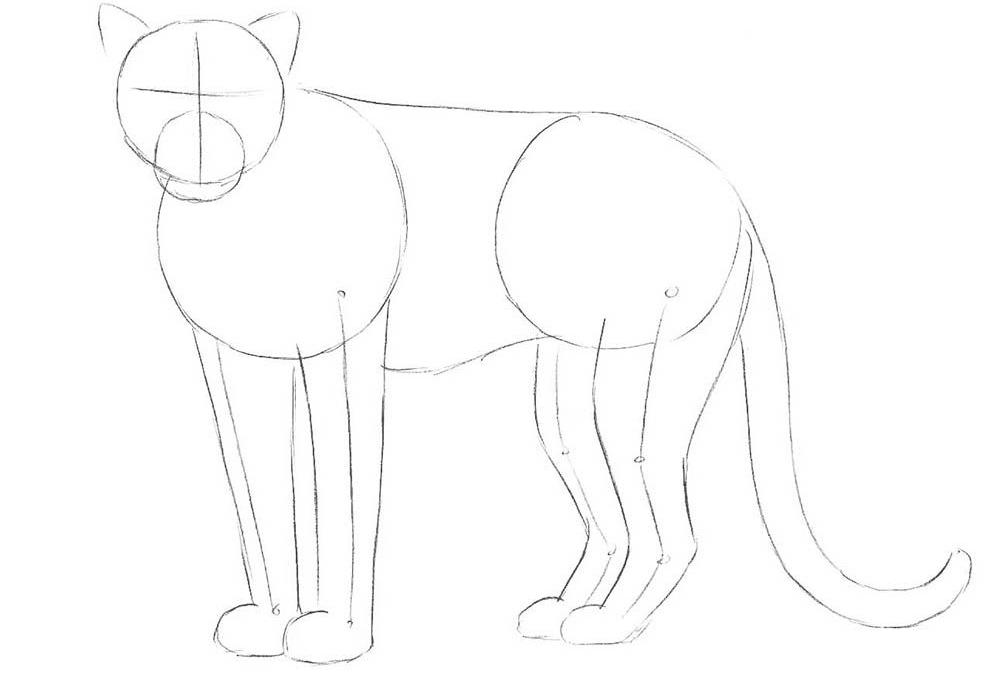 如何一步一步地画一只豹子