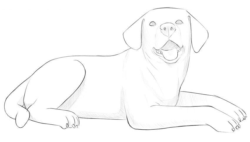 如何画一只说谎的狗