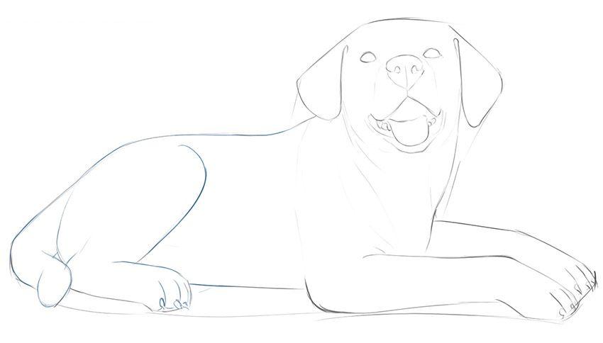 如何一步一步画一只躺着的狗