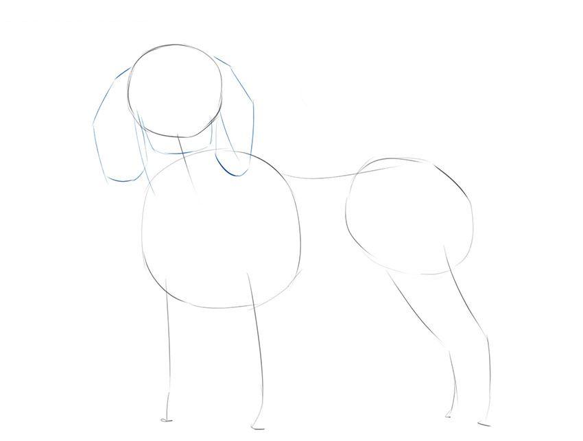 如何画一个逼真的狗的身体